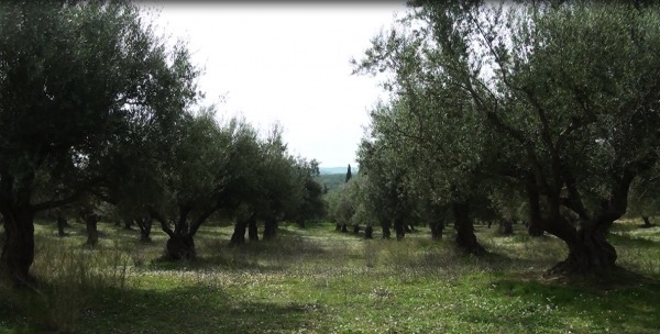 Αύριο η έναρξη υποβολής δηλώσεων ΟΣΔΕ σύμφωνα με τον Αποστόλου – Γενικόλογες δηλώσεις για τους δασικούς χάρτες