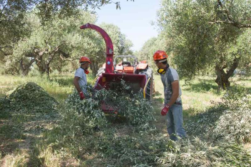 Η καλλιέργεια της ελιάς εργαλείο για την αντιμετώπιση της κλιματικής αλλαγής - Το βραβευμένο Έργο Olive Clima (Βίντεο)