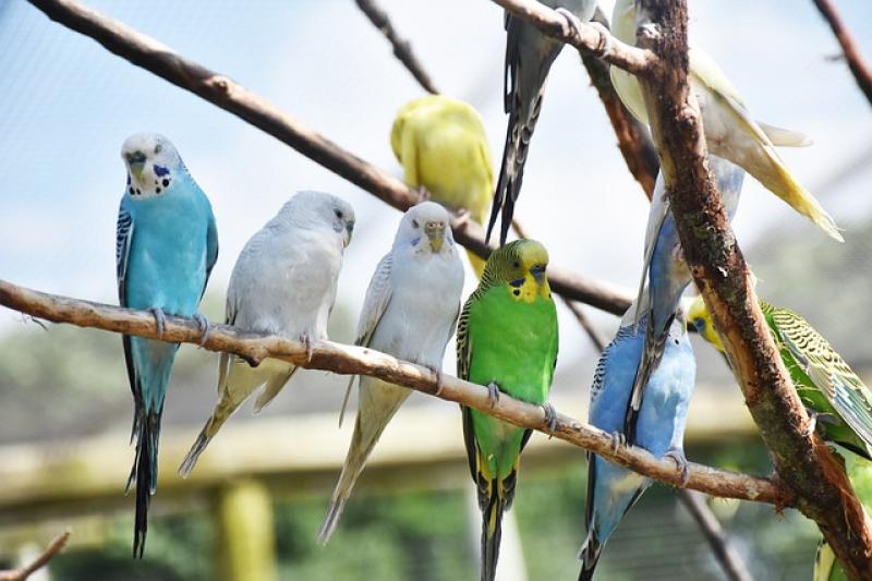 Με 50 δισ. πουλιά ο πλανήτης και τα σπουργίτια  το πολυπληθέστερο είδος