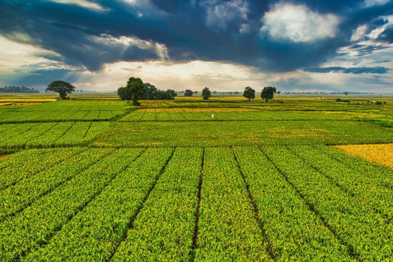 Σε  λειτουργία η πλατφόρμα για τη συμβολαιακή γεωργία για μείωση του φόρου εισοδήματος των αγροτών κατά 50%