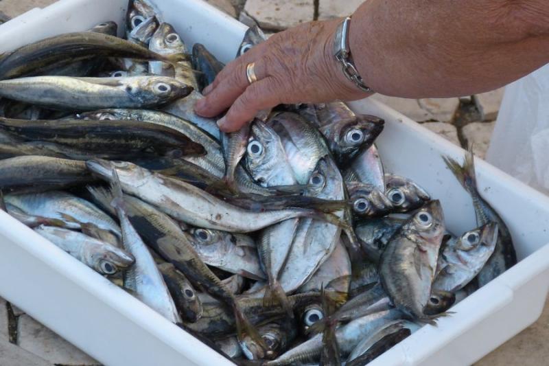 Αιτήσεις νέου προγράμματος για τη στήριξη της αλιείας