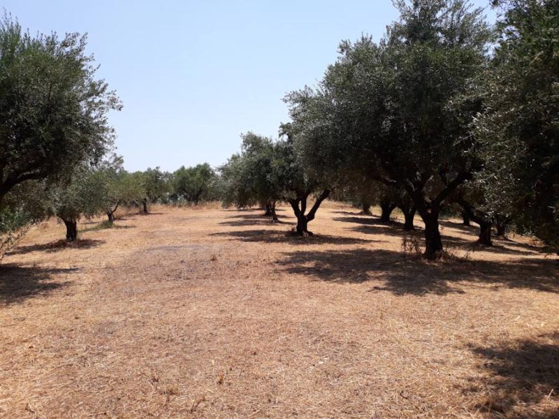 Αναστολή της δακοκτονίας στη Μεσσηνία λόγω του καύσωνα