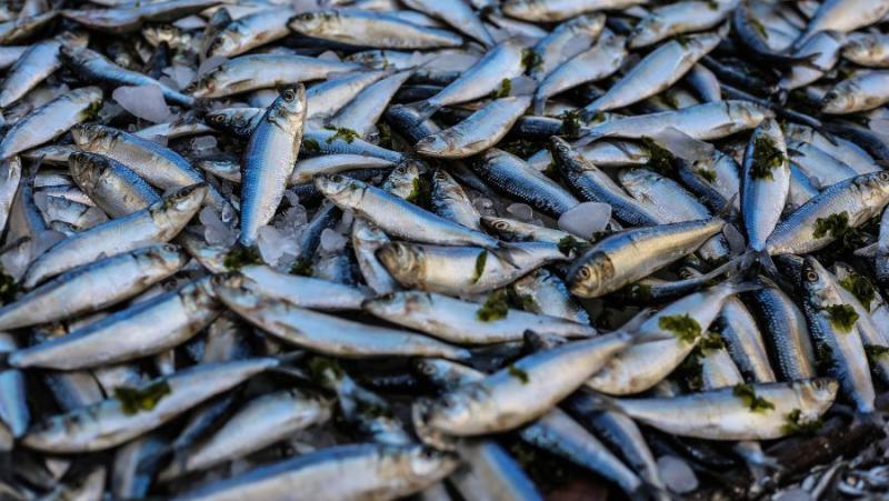 Αποζημίωση σε επιπλέον 329 αλιείς εξαιτίας της Ουκρανικής κρίσης