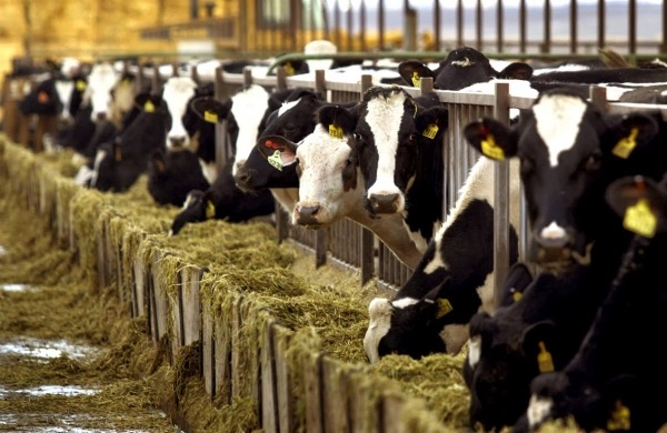 Εμφάνιση κρούσματος οζώδους δερματίτιδας σε εκτροφή βοοειδών στην Π.Ε. Αχαΐας – Έκτακτα μέτρα από την Περιφέρεια Δυτικής Ελλάδας