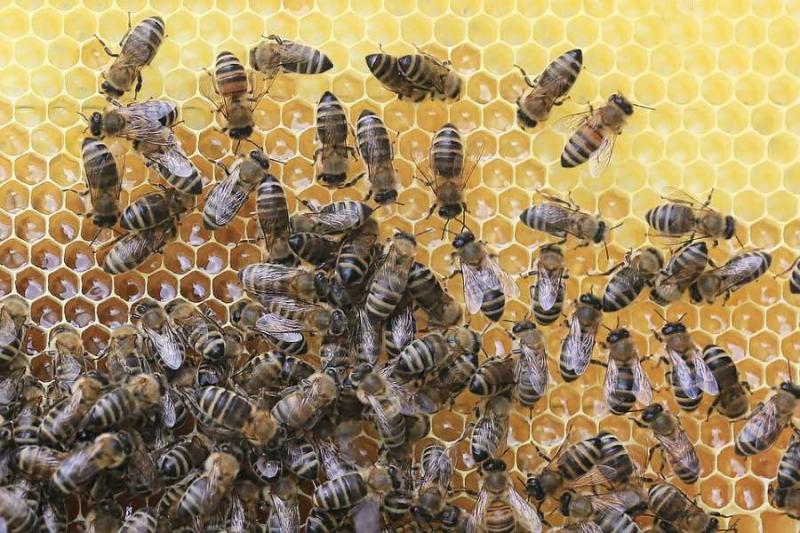 Προγράμματα Μελισσοκομίας 2019
