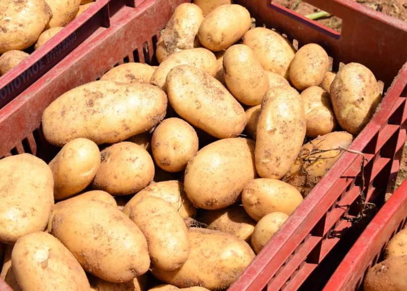 Κυρώσεις σε εταιρεία για διακίνηση πατάτας με ψεύτικη ένδειξη