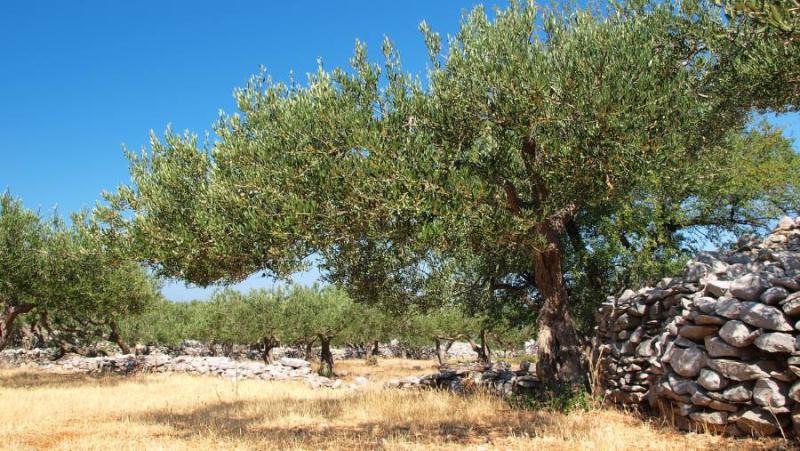 Πρόγραμμα δακοκτονίας Τετάρτη 9 Οκτωβρίου στη Μεσσηνία