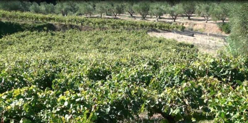 Χορήγηση αδειών φυτεύσεων αμπέλου