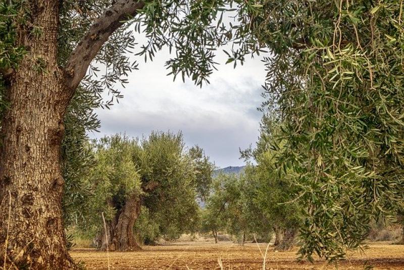 Διαδικτυακή ημερίδα με θέμα &quot;Η Γεωργία του σήμερα και του αύριο&quot; από το ΚΑΕΜ