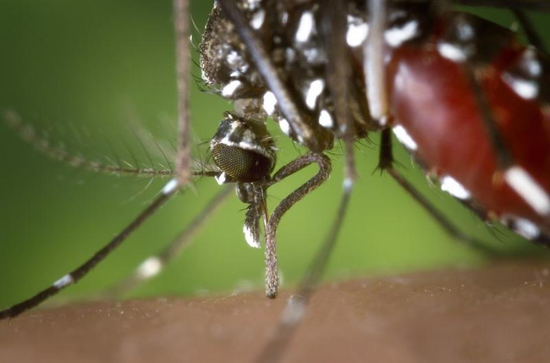 Πιλοτική εφαρμογή νέου προγράμματος στείρωσης των επικίνδυνων κουνουπιών «τίγρης» με τη χρήση ιοντίζουσας ακτινοβολίας