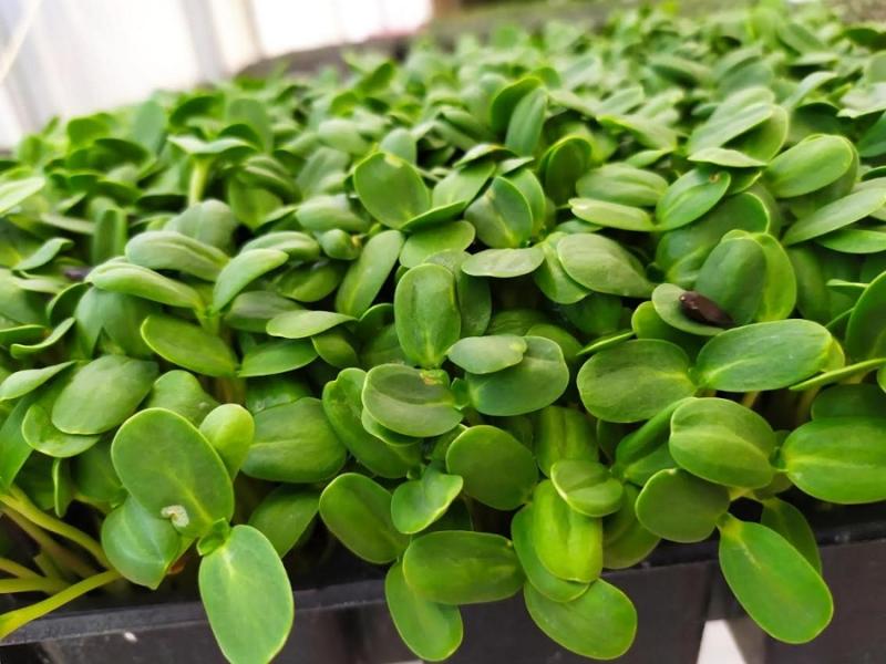 Εύφορη Γη: Microgreens - Μια νέα, καινοτόμα καλλιέργεια που εξαπλώνεται σε όλη την Ελλάδα
