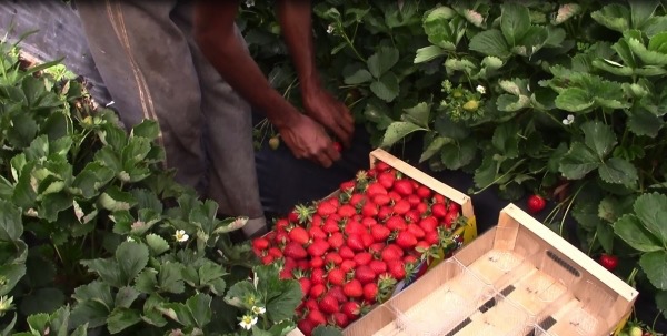 Απόψε στην «Εύφορη Γη»: Συνεχίζουμε με φράουλες, από την Ηλεία μέχρι τη Μεσσηνιακή Μάνη (βίντεο)