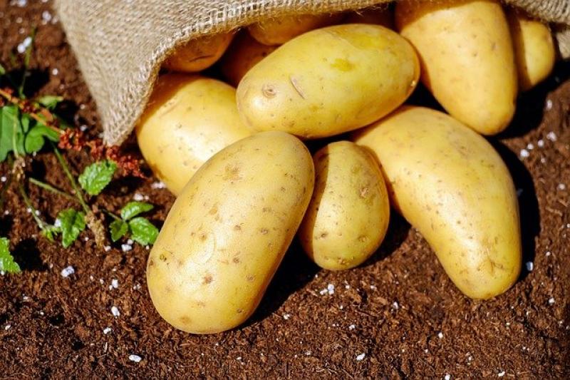 Έως 2/7 οι αιτήσεις για ενισχύσεις σε καρπούζι, πατάτα, θερμοκηπιακές καλλιέργειες και βουβαλοτροφία