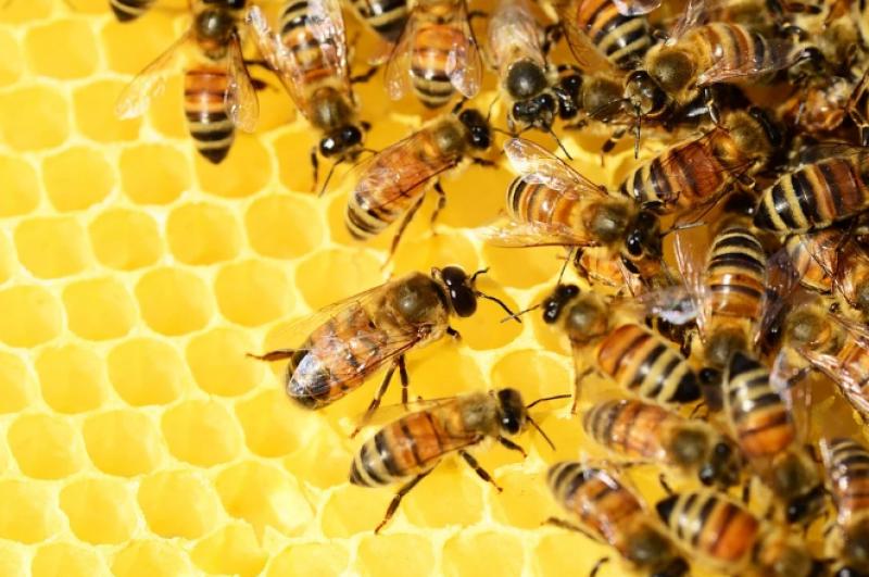 Ο κορονοϊός αποτελεί κίνδυνο για τη μελισσοκομία