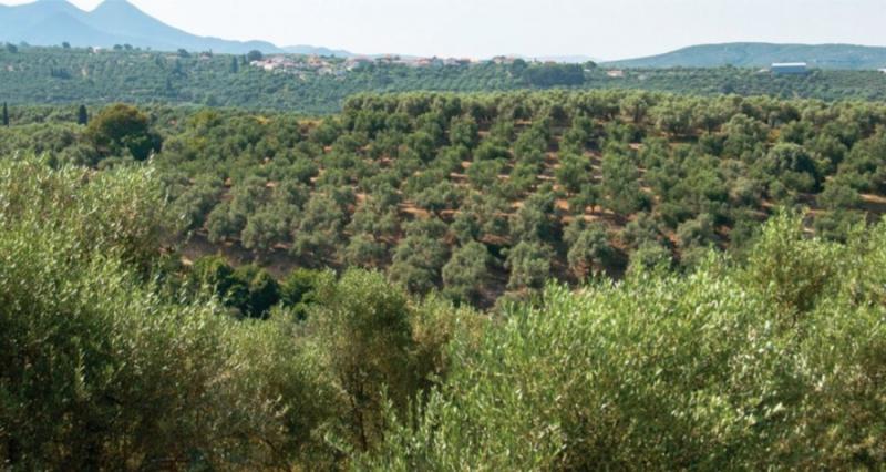 Η υπερπροσφορά στην Ευρώπη τσακίζει τις τιμές του ελαιολάδου