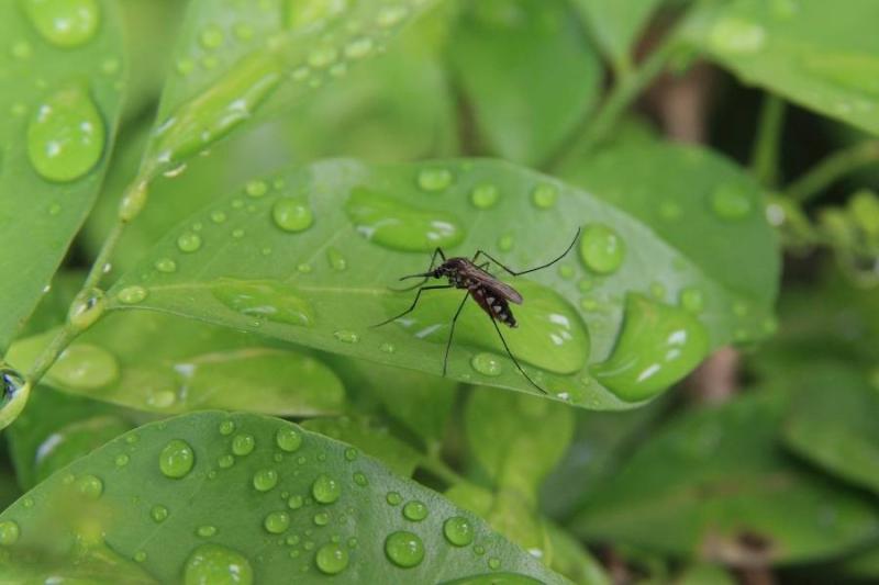 Διενέργεια έκτακτων ψεκασμών για την καταπολέμηση κουνουπιών στις αγροτικές περιοχές ρυζοκαλλιεργειών του κάμπου Θεσσαλονίκης και Ημαθίας