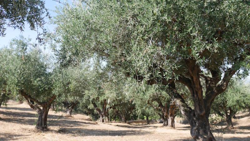 Eνημερωτική συνάντηση στους Γαργαλιάνους &quot;Φυτοπροστασία - Δακοκτονία της Ελιάς : Εγκεκριμένες  δραστικές&quot;