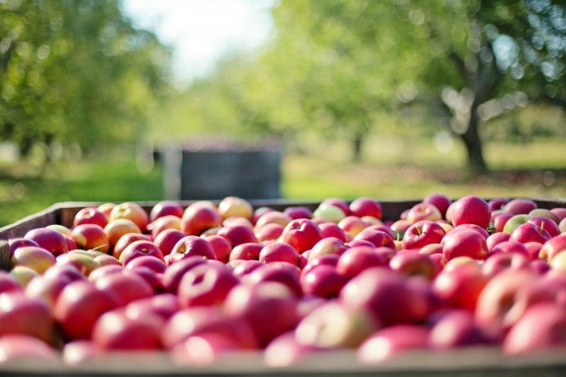 Mήλο: Αυξήθηκε η παραγωγή στη Ζαγορά, μειώθηκε στην Αρκαδία