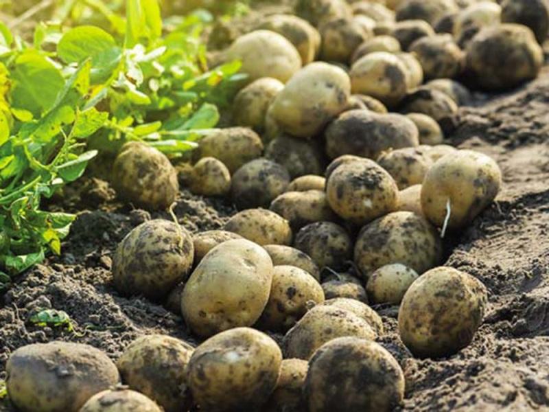 Την αρωγή του υπουργείου Αγροτικής Ανάπτυξης στους παραγωγούς πατάτας ζητούν το Επιμελητήριο Αρκαδίας και η “Η Ένωση”
