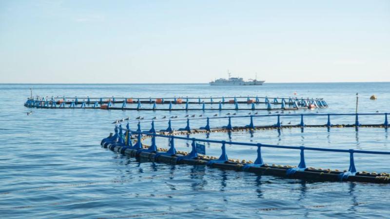 Yποβολή αιτήσεων χρηματοδότησης στη Δράση 2.1.1 “Παραγωγικές επενδύσεις στην Υδατοκαλλιέργεια”