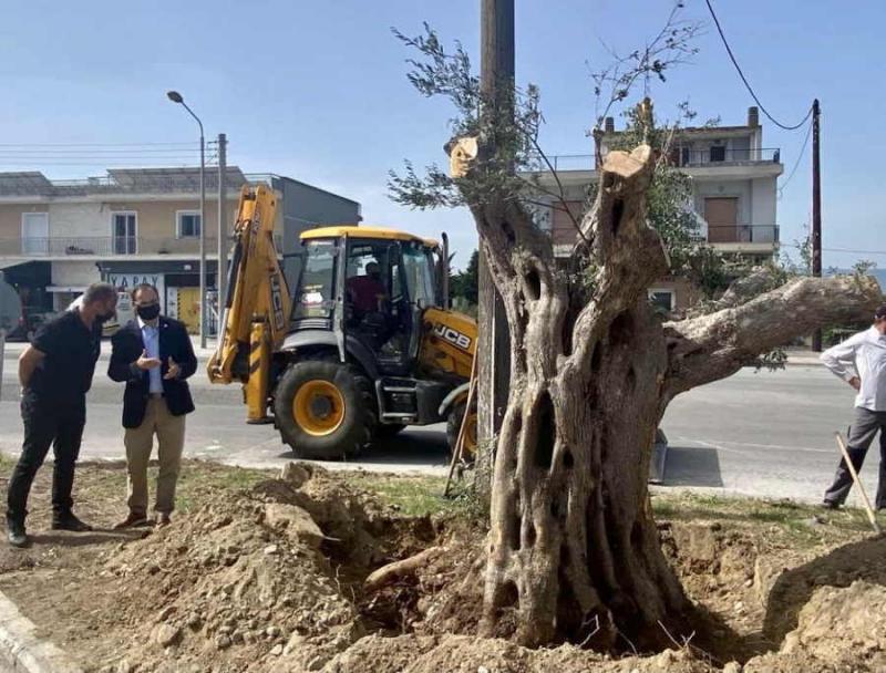 Υπεραιωνόβια ελιά 400 ετών μεταφυτεύτηκε στον δήμο Σερρών