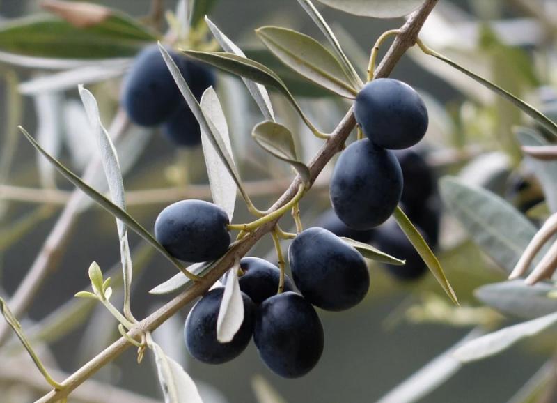 Σε ποιες περιοχές της Μεσσηνίας θα γίνει ψεκασμός δακοκτονίας αύριο