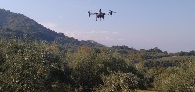Θεσσαλία: Δακοκτονία με drones από την Περιφέρεια