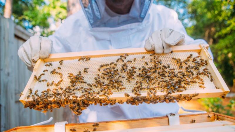 Μελισσοκομία: Παρεκκλίσεις που ανακοίνωσε το ΥπΑΑΤ από τις διατάξεις της υπ’ αριθ. 241/147010/16-05-2023 ΥΑ