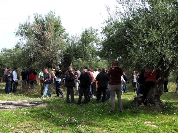 Εύφορη Γη - Η καλλιεργητική φροντίδα της ελιάς