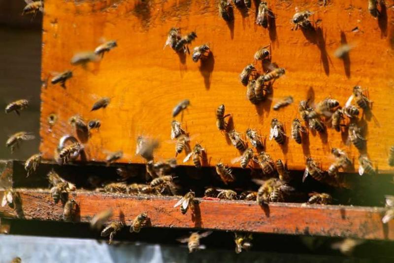 Ιταλία: Ευεργετική η καραντίνα για τις μέλισσες της Ρώμης