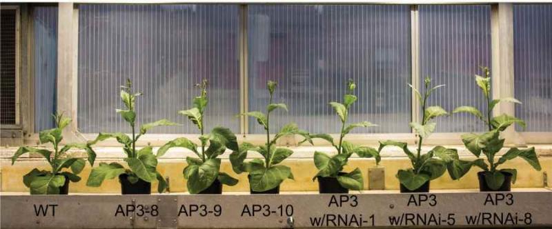 Νέα γεωργική επανάσταση εν όψει; Επιστήμονες αύξησαν κατά 40% την ανάπτυξη των φυτών με... «τούρμπο» φωτοσύνθεση
