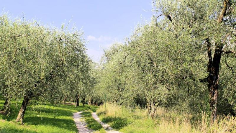 Πρόγραμμα δακοκτονίας το Σάββατο 18 Οκτωβρίου και Δευτέρα 21 Οκτωβρίου στη Μεσσηνία