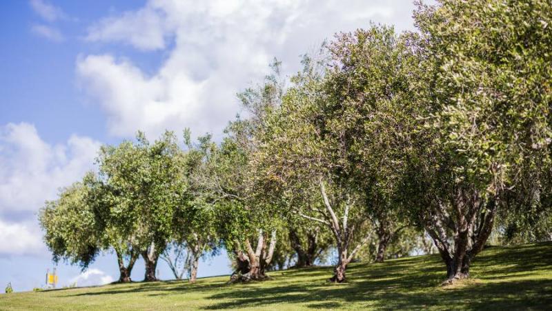 Πρόγραμμα δακοκτονίας την Τρίτη 1 Οκτωβρίου στη Μεσσηνία