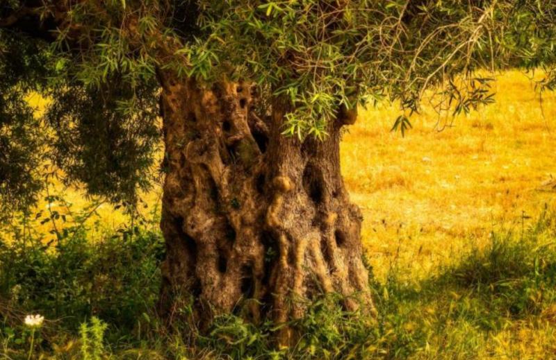 Που θα γίνουν οι δολωματικοί ψεκασμοί στη Μεσσηνία την Παρασκευή 1 Νοεμβρίου