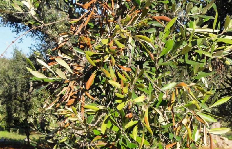 Αναγκαία η πρόληψη: Η «Xylella fastidiosa» απειλεί τα ελληνικά ελαιόδενδρα
