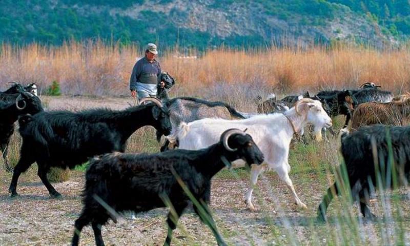Επιπλέον στήριξη στους κτηνοτρόφους των νησιών του Αιγαίου