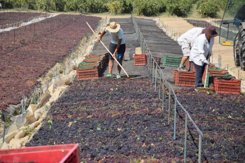 Πρόγραμμα απόσυρσης της περσινής σταφίδας θα ζητήσει το ΥπΑΑΤ