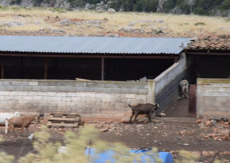 Ελέγχοι της Επιθεώρησης Εργασίας ακόμα και σε βοσκοτόπια