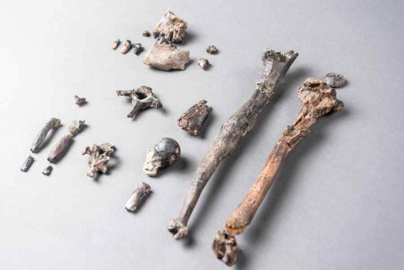 Απολιθωμένα οστά πιθήκου στην Ευρώπη ανατρέπουν τα δεδομένα της ανθρώπινης εξέλιξης
