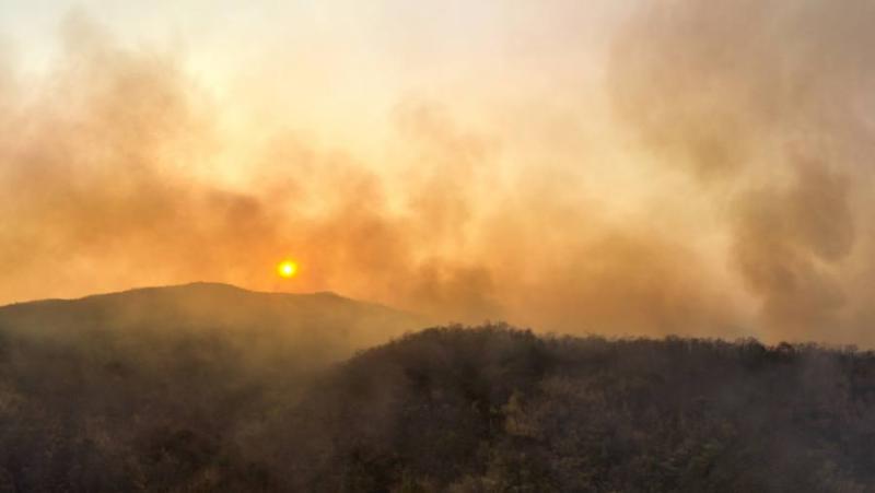 Απαγόρευση κυκλοφορίας και παραμονής στα δάση της Μεσσηνίας κατά την αντιπυρική περίοδο 2024