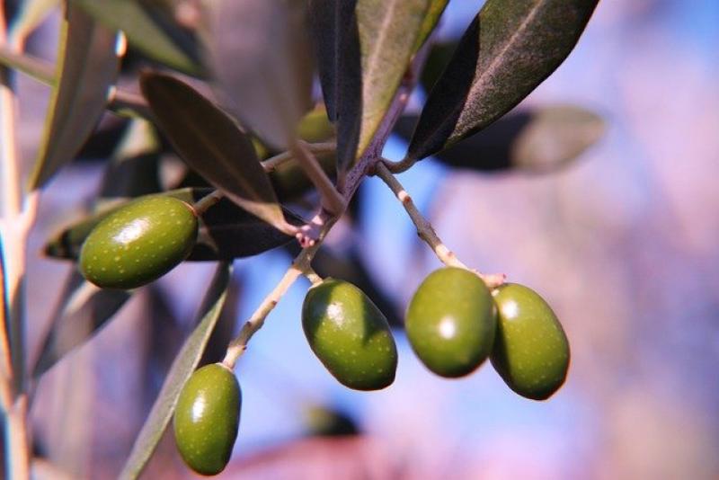 Χαλκιδική: Μειωμένη από 60 έως 80% η φετινή παραγωγή πράσινης ελιάς στο νομό, λόγω κλιματικής αλλαγής