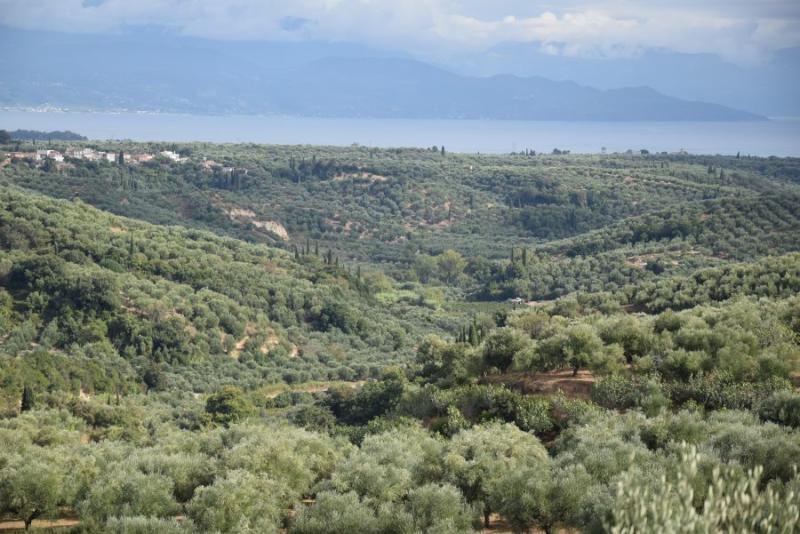 Ελαιόλαδο: Στα αζήτητα το μαυρολίσιο - Ανησυχία στη Μεσσηνία μετά την καταστροφή με τη σταφίδα