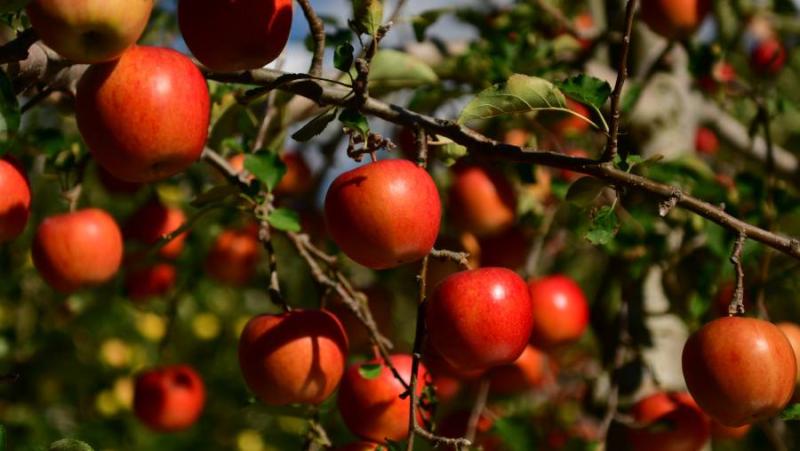 Συσκέψεις του ΥπΑΑΤ με παραγωγούς δενδροκαλλιεργειών και εκτροφείς γουνοφόρων ζώων