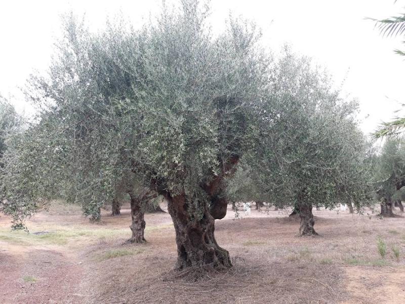 Σύλλογος Γεωπόνων Ελευθέρων Επαγγελματιών Μεσσηνίας: Καμπανάκι κινδύνου για τις απαγορευμένες ουσίες της καταπολέμισης του δάκου