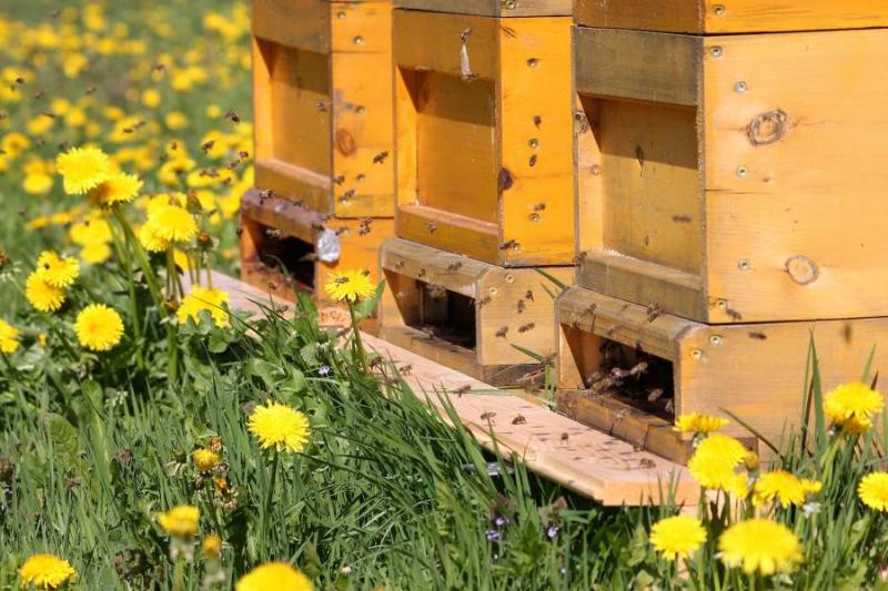 Μέτρα ενίσχυσης μελισσοκόμων