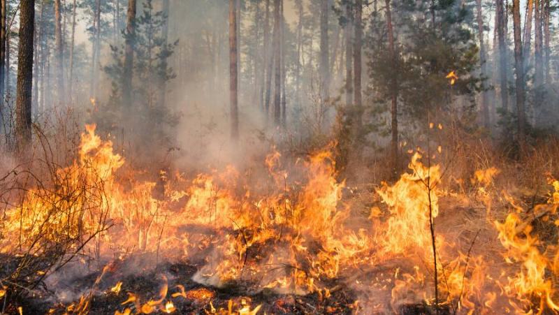 Απαγόρευση κυκλοφορίας σε δάση, πάρκα και άλση της Μεσσηνίας την Τετάρτη