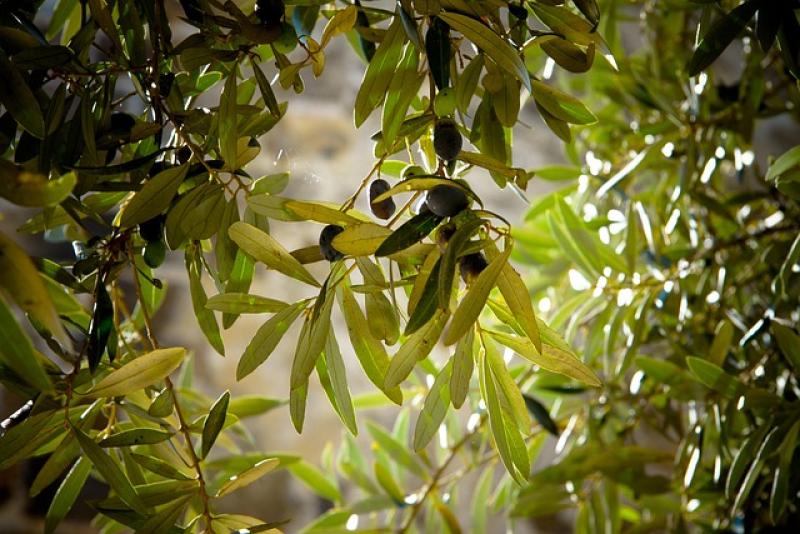 Οδηγίες ορθών πρακτικών στην παραγωγική διαδικασία ελαιόλαδου