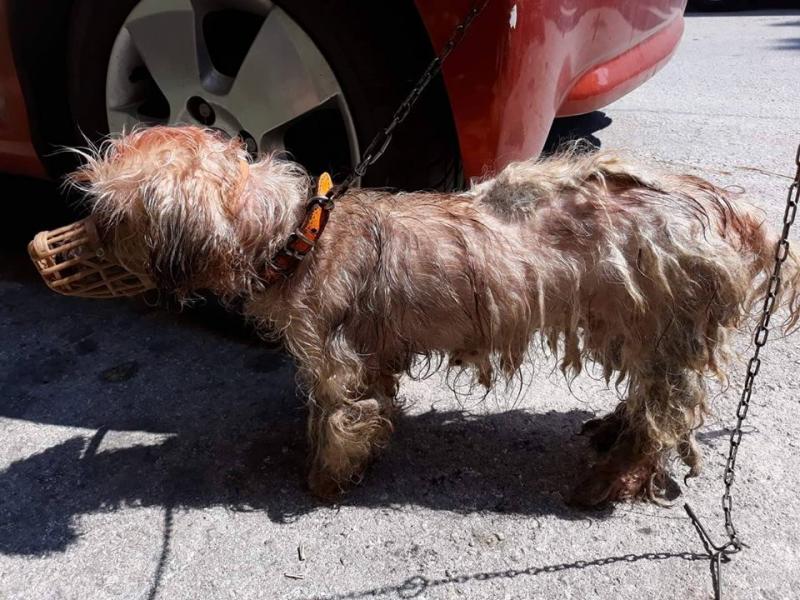 Κέρκυρα: Πρόστιμο 30.000 ευρώ επιβλήθηκε σε 62χρονο που περιέλουσε σκυλάκι με πετρέλαιο