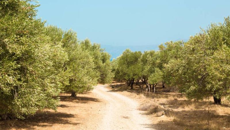 Πρόγραμμα δακοκτονίας την Πέμπτη 29 Αυγούστου στη Μεσσηνία