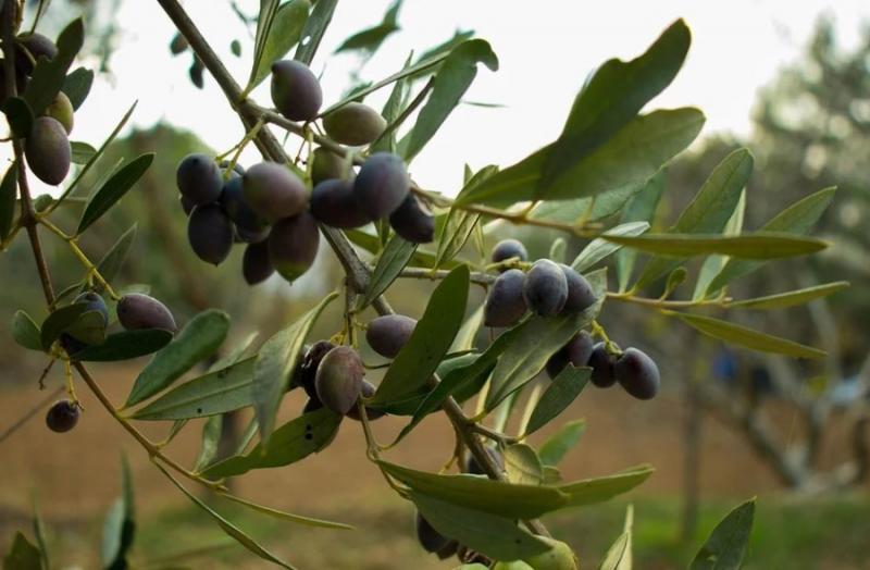 Παγκόσμια συμμαχία γυναικών για το ελαιόλαδο